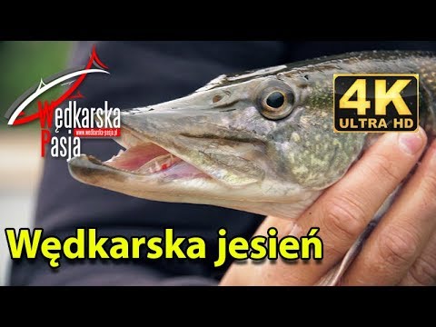 Wędkarska jesień odc. 144 | #wędkarstwo spinningowe 4K | #szczupak okoń