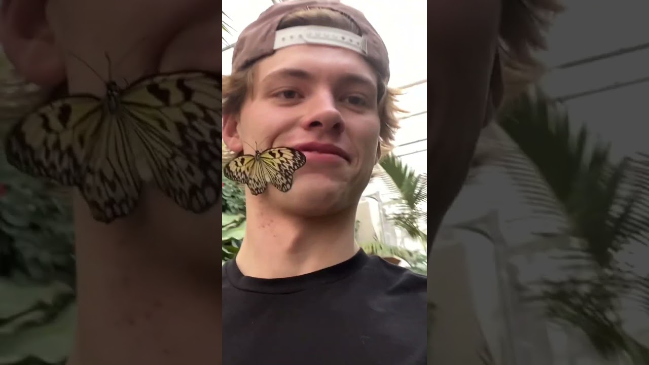 We have butterflies as pets🦋  