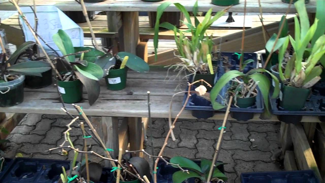 Delhi Garden Center Greenhouse Closing In Tricounty Youtube