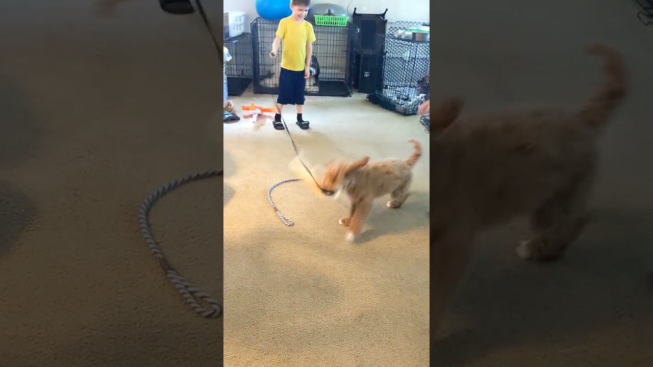 Teaching puppy to play with Children