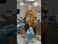 Pet Teeth Cleaning Tips That Save You Money &amp; Vet Bills