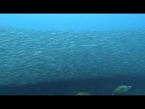 伊豆大島　トウシキにてサーディンラン！