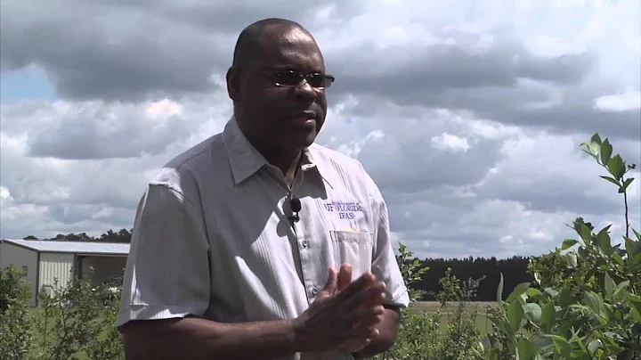 Whole Farm IPM - The Role of Insect Traps