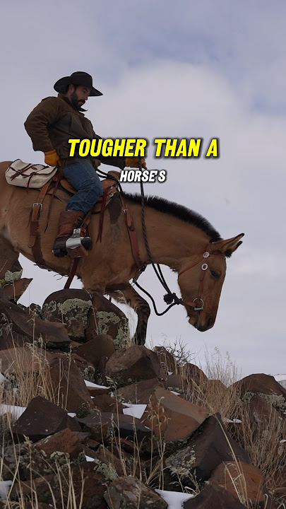 The BEST animal for trail riding. #Mule #Horse #Horses #Horseriding