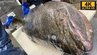 幻の巨大魚を凄腕仲買人が捌いていく！タマカイの解体