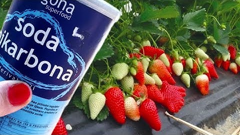 Jagodama hitno dajte OVO! 