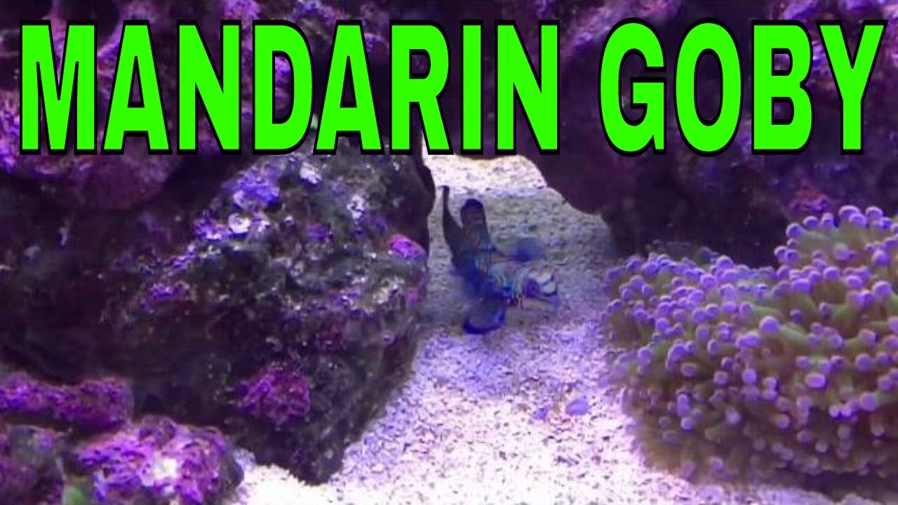 Mandarin goby - 125 gallon saltwater aquarium