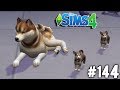 SONO NATI I CUCCIOLI! - The Sims 4 #144