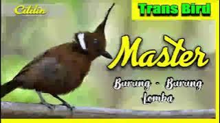 Edan Cililin Tembak No.1 Paling Dipakai Kicau Mania Mantab I 2021