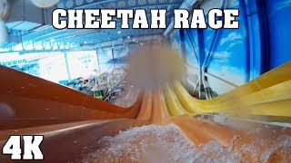 Cheetah Race (Mat Racer Slide) POV in 4K - Kalahari