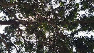 Sana Jhia Ra Kuhoo Sabda