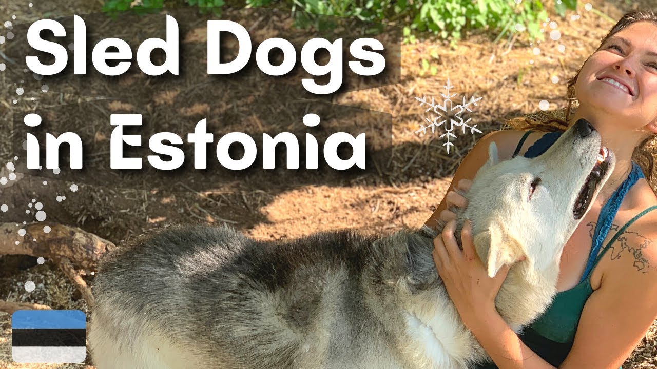 Volunteering with Sled Dogs in Estonia | Workaway