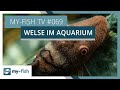 Die spannende gruppe der welse im aquarium  myfish tv 069