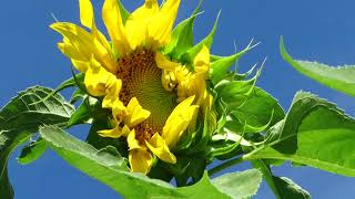 Sunflowers, honey bees, and sounds of summer screenshot 5