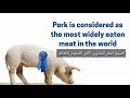 لماذا لحم الخنزير غير صالح علميا والامراض التي ينقلها 