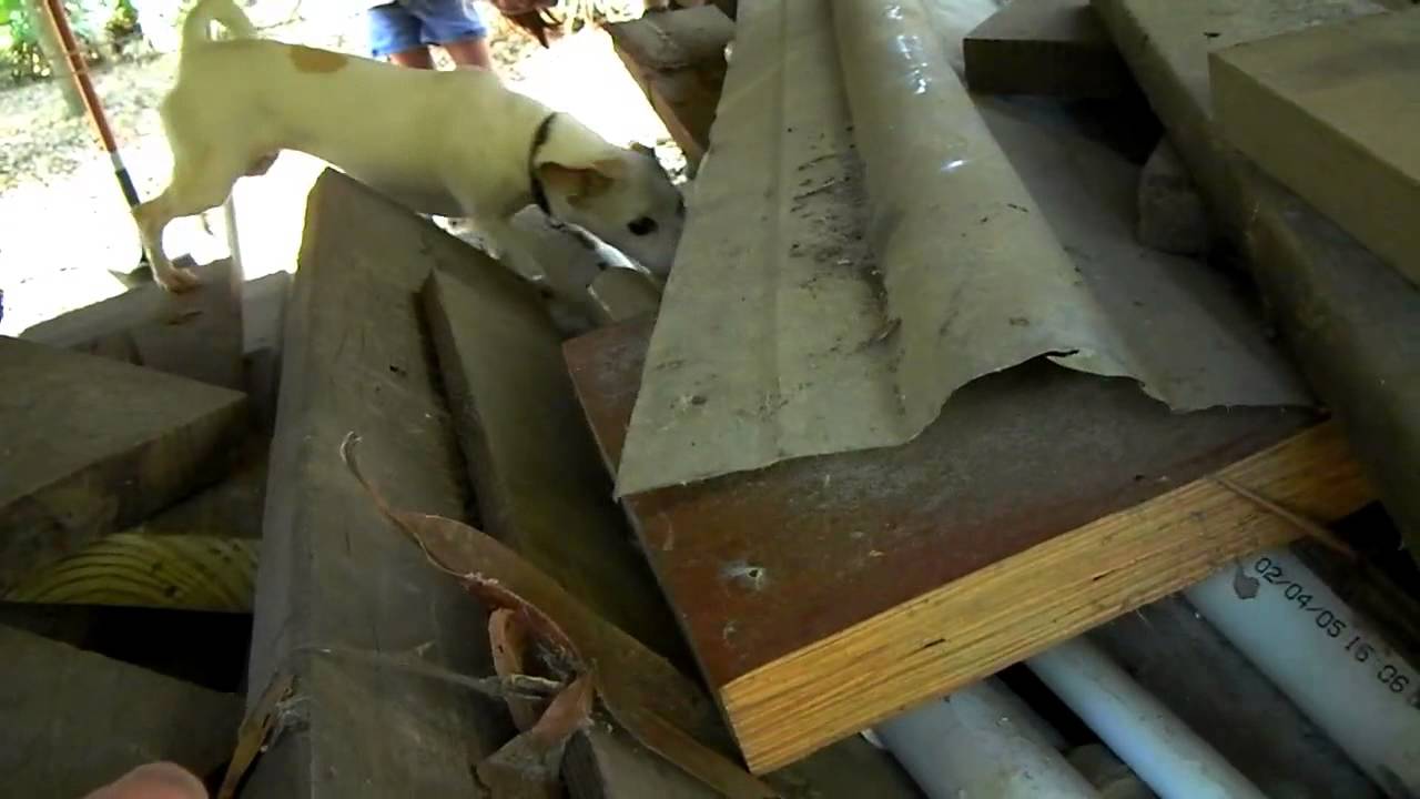 my dog killing a rat YouTube