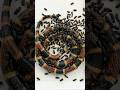 Tiny Beetles vs Giant Coral Snake Skeleton Reveal #nature #experiment #satisfying