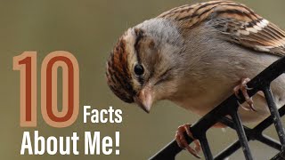 Download Lagu 10 Amazing Facts About The Chipping Sparrow MP3