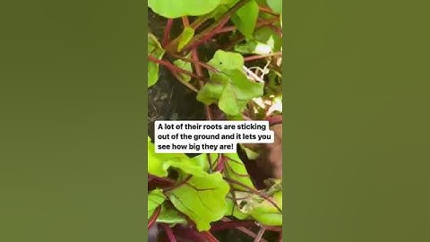 Harvesting Beets for Beginners: When and How to Pick Perfect Beetroots