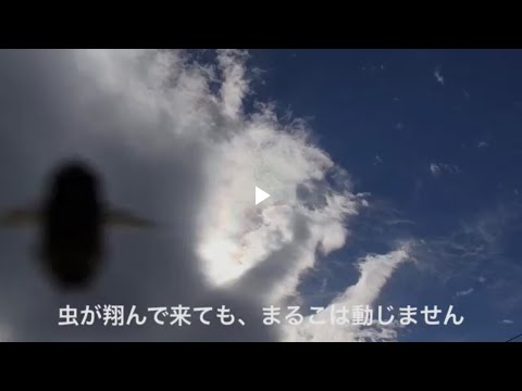 ダリア 球根 芽 が 出 ない ダリア 球根 芽 が 出 ない