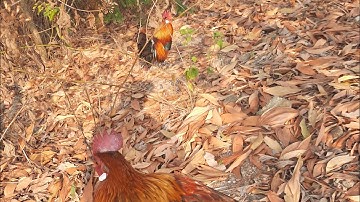 Bẩy gà rừng kèo sáng 13/2/2020 Mồi f lập công bổi tơ măng.