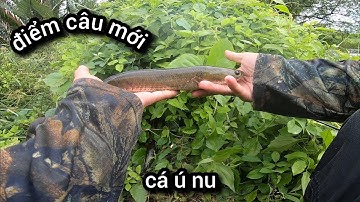 Câu lure cá lóc ngày mưa bão cá vẫn ăn mạnh