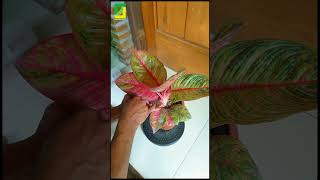 Cleaning the leaves of a mesmerizing Aglaonema plant #statisfying #asmr #nature