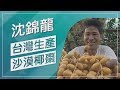 【草地狀元經典重現】你有吃過椰棗嗎!?生命之果台灣出產