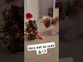 Puppy meets dancing Christmas tree #puppy #christmas #christmastree