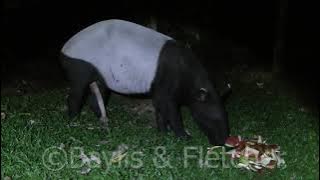 Malayan Tapir (Tapirus indicus), Malayisa. 20150505_201516.m2ts