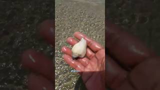 Mencari siput gonggong #asmr #mencarikerang #sisilainlautan #shellfish #clam #seashells #fyp #shorts