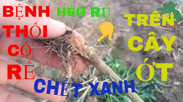 HIỆN TƯỢNG CHẾT XANH HÉO RŨ TRÊN CÂY ỚT