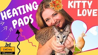 Catcrazy Top Signs Your Cat Really Loves You