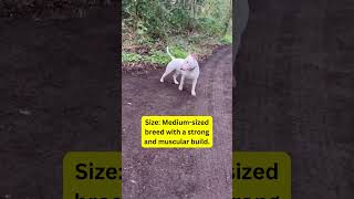 Meet the breed Part 39Bull Terrier