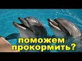 Поможем дельфинарию прокормить дельфинов