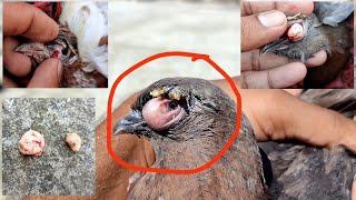 3 kabutar ke tumor ka operation huwa || successful pigeon eye tumors operation | part 1