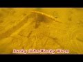Lucky John Wacky Worm - взгляд из под воды
