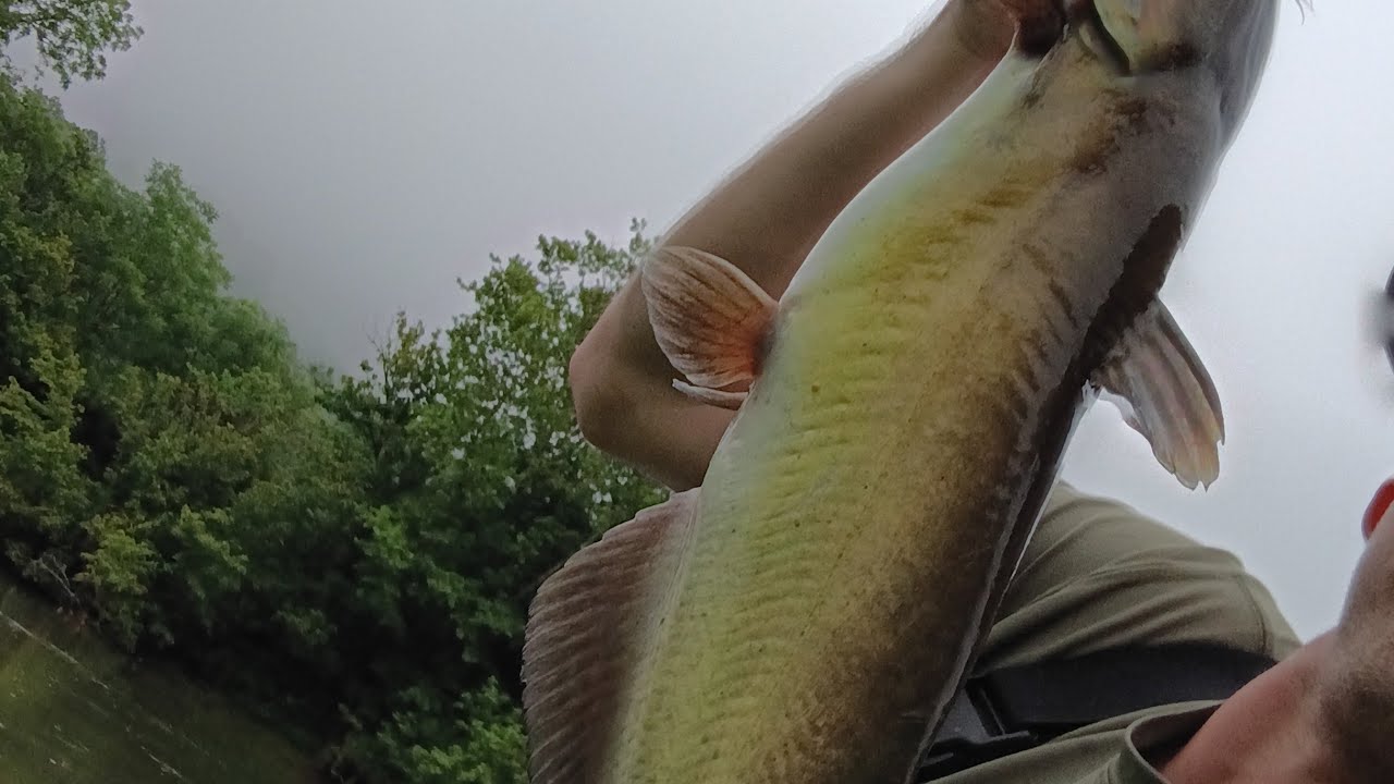 I Caught A Huge Catfish While Bass Fishing