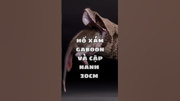 Răng Nanh RẮN Dài Nhất Thế Giới- Rắn HỔ XÁM Châu Phi | Khám Phá Thiên Nhiên Hoang Dã