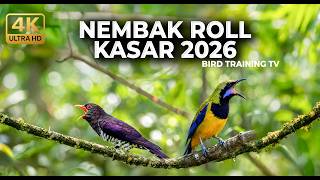 🔴 Live Masteran Mewah Cucak Cungkok Gacor vs Kedasih Violet Gacor vs Srigunting Abu Abu Gacor