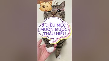 8 điều mèo muốn được thấu hiểu - Pet Corner