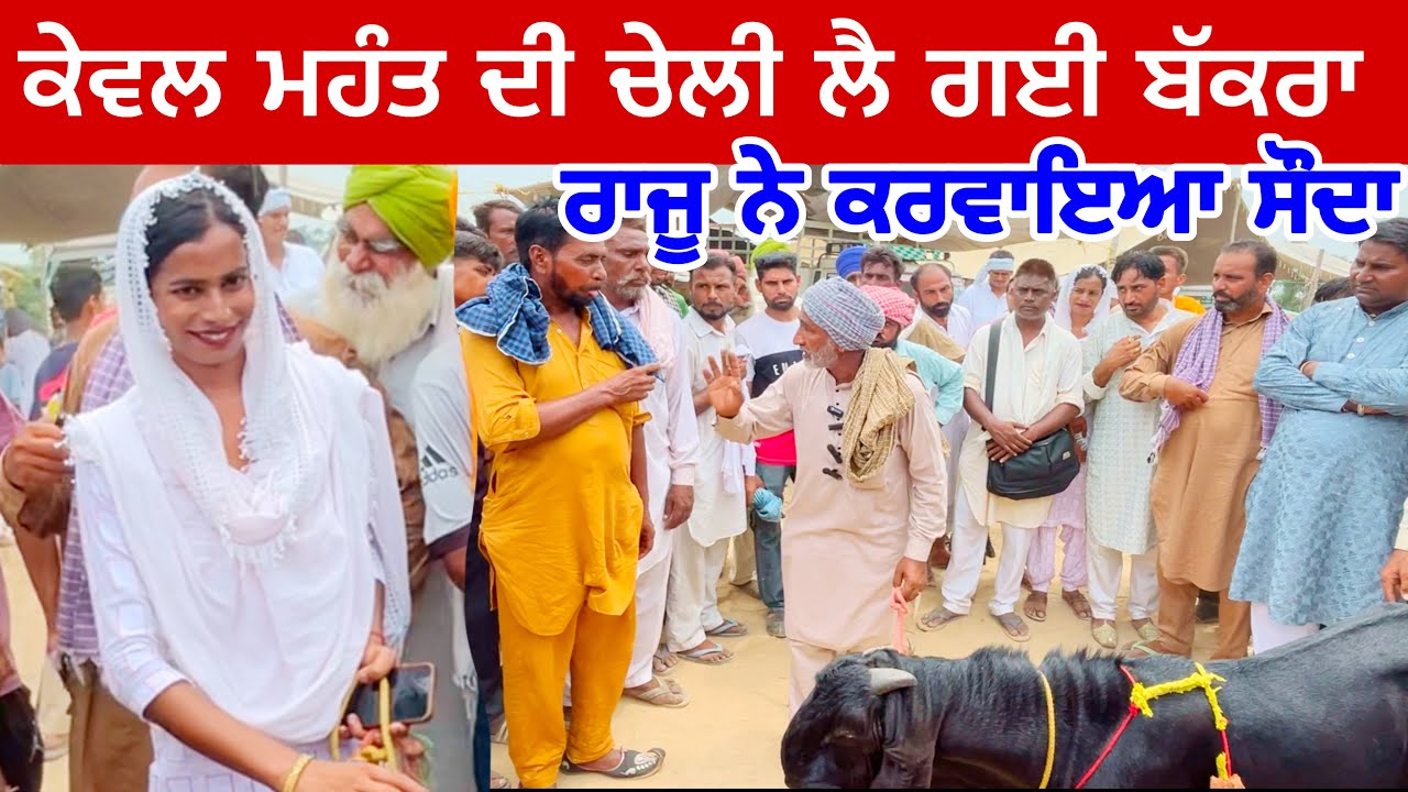 ਕੇਵਲ ਮਹੰਤ ਦੀ ਚੇਲੀ ਲੈ ਗਈ ਬੱਕਰਾ | Tungwali #bakramandi #farming #goats