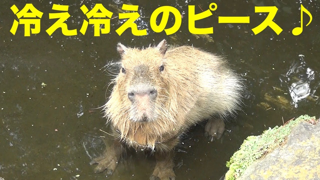 冷え冷えのピース♪ 大宮公園のカピバラたち - YouTube