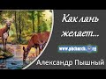 Александр Пышный - Как лань желает...