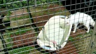 Teshub - My Turkish Van cooling off. by turkiyekedi 1,654 views 13 years ago 1 minute, 7 seconds