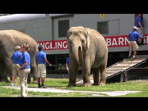 Video: Cum Se Transportă Un Animal Cu Trenul