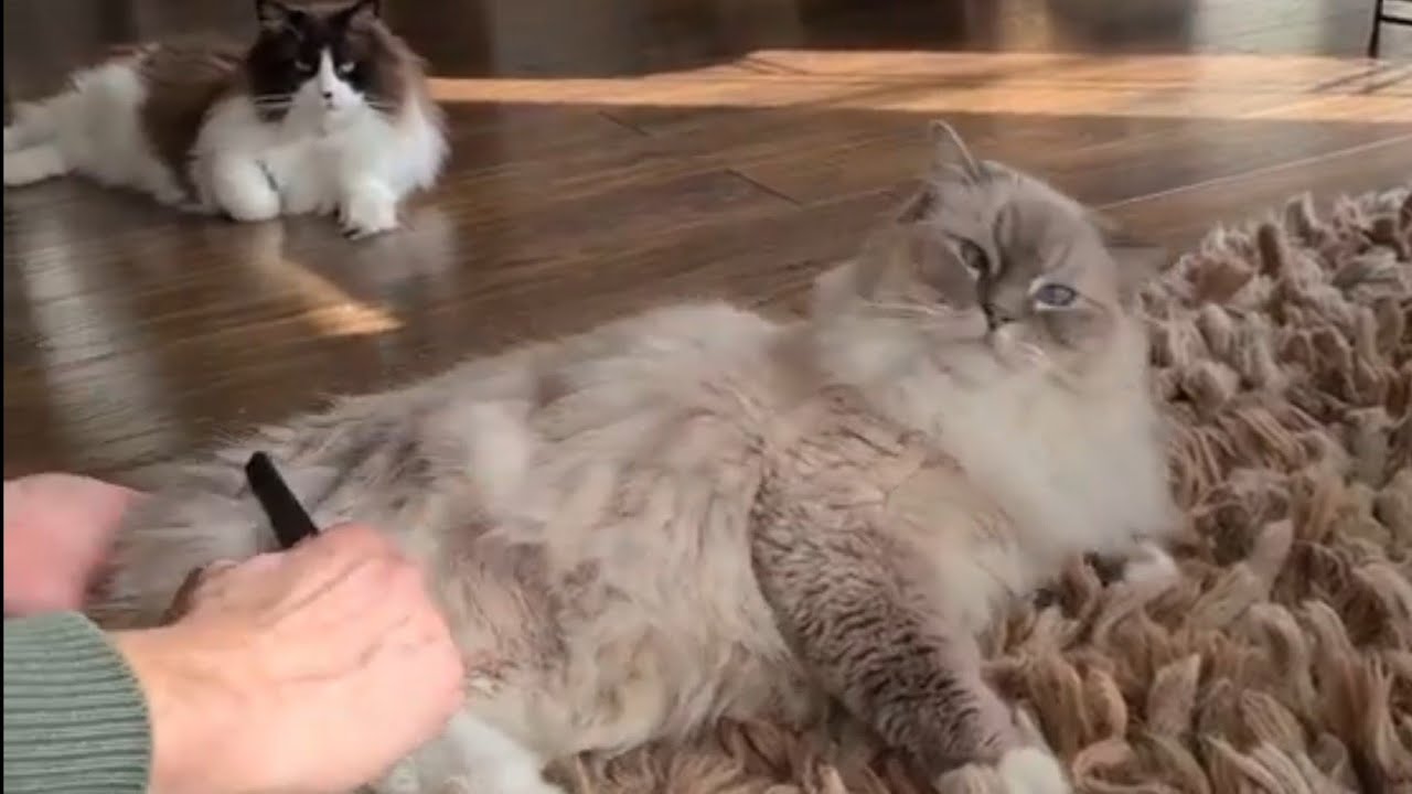 Brushing Our Ragdoll Cats/ Relaxing Video ASMR YouTube