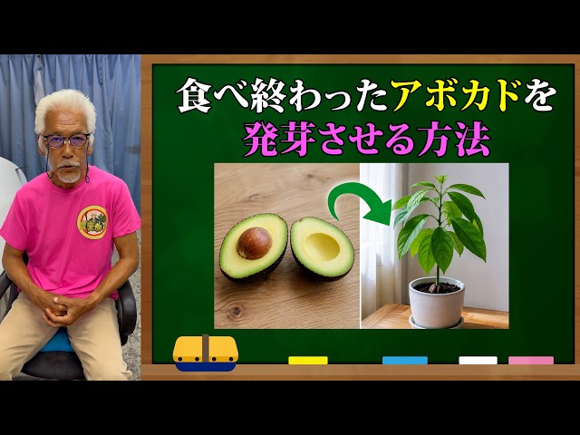 Don't throw away your avocado pits! 🥑 How to sprout them into