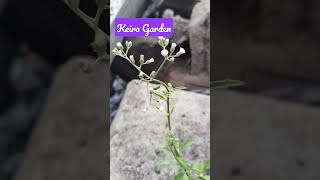 Bunga di tepi jalan #bunga