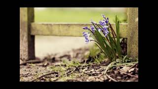 سورة الناس بصوت القارئ داود عياد حمزه الليبي